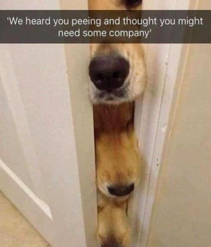 'We heard you peeing and thought you might need some company'