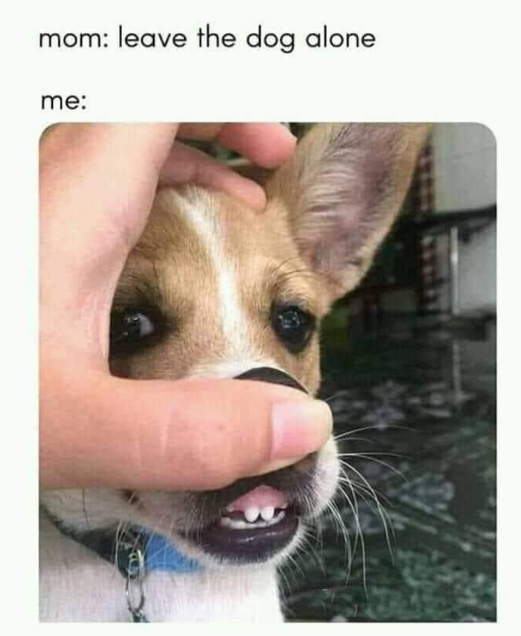 mom: leave the dog alone. me: