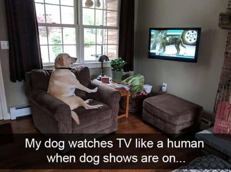 My dog watches TV like a human when dog shows are on... GRE