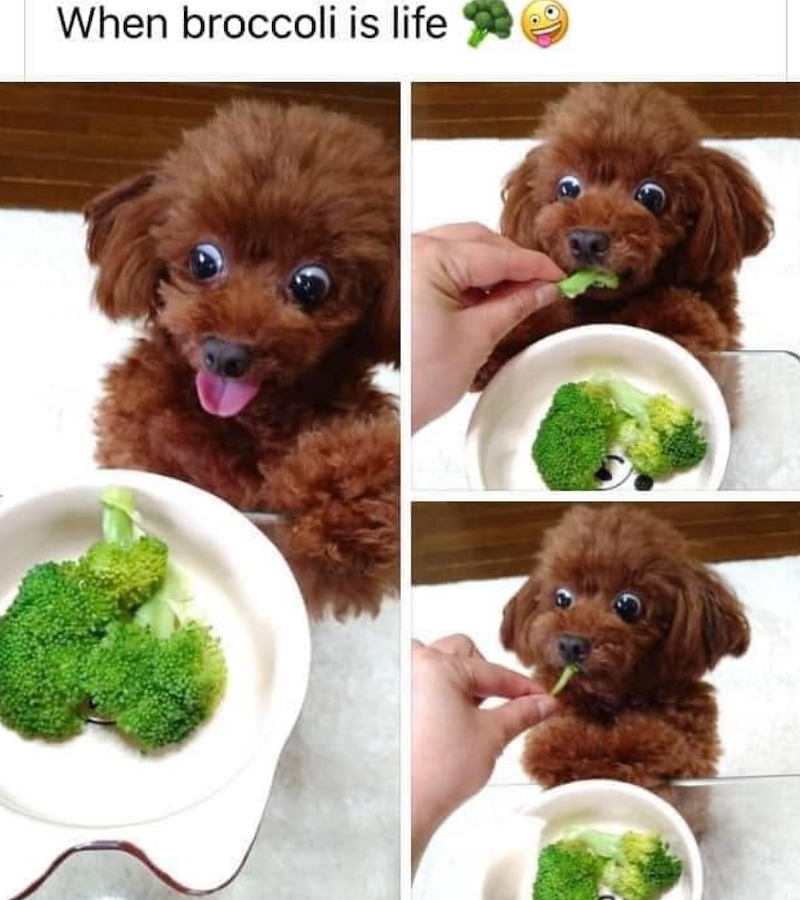 When broccoli is life