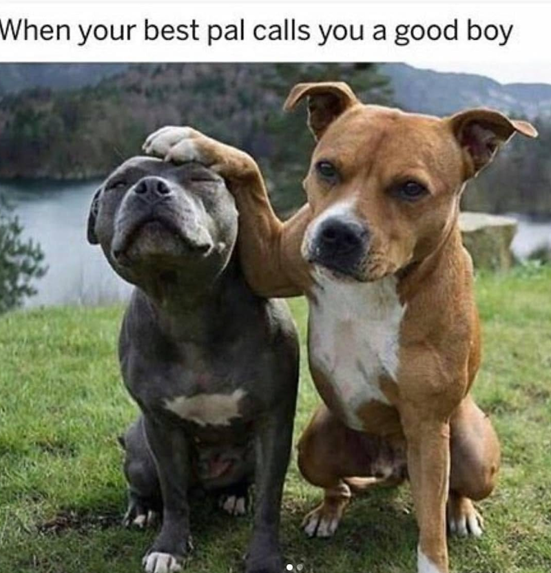 When your best pal calls you a good boy 40