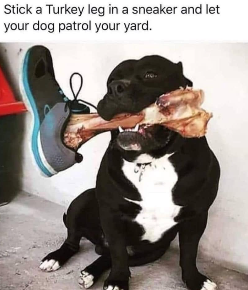 Stick a Turkey leg in a sneaker and let your dog patrol your yard.