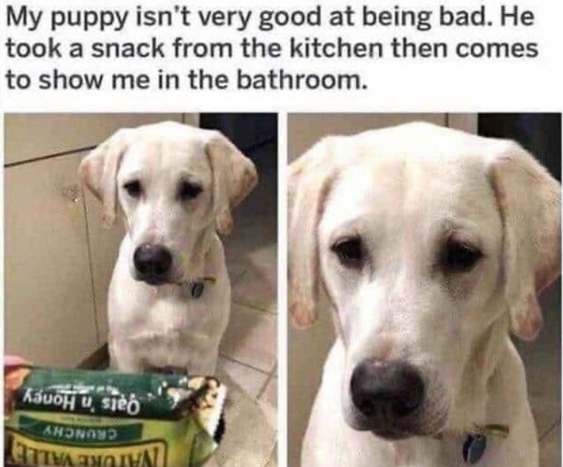 My puppy isn't very good at being bad. He took a snack from the kitchen then comes to show me in the bathroom. Ka