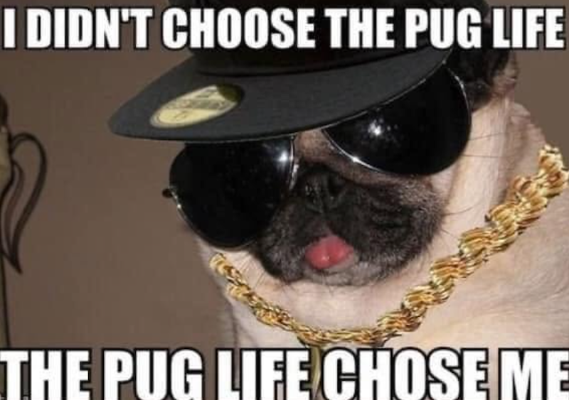 I DIDN'T CHOOSE THE PUG LIFE THE PUG LIFE CHOSE ME