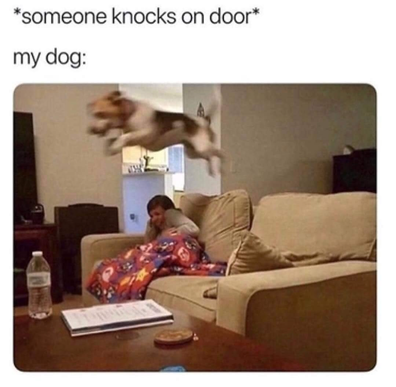 *someone knocks on door* my dog: