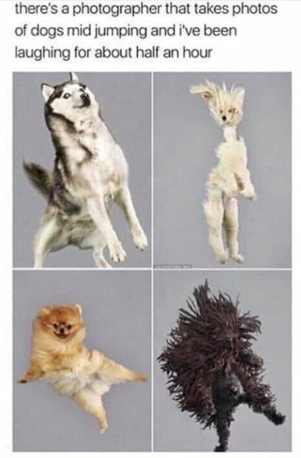 there's a photographer that takes photos of dogs mid jumping and i've been laughing for about half an hour