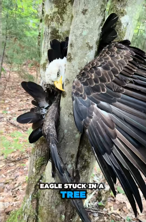 EAGLE STUCK IN A TREE