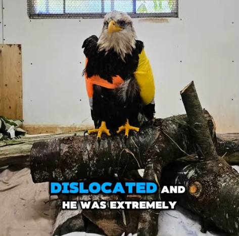 DISLOCATED AND HE WAS EXTREMELY
