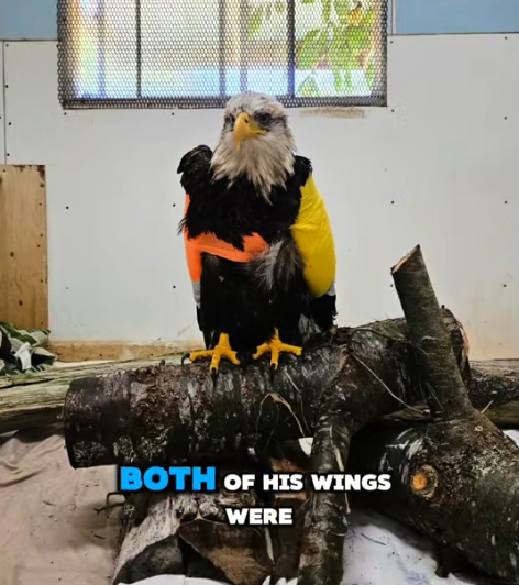 BOTH OF HIS WINGS WERE