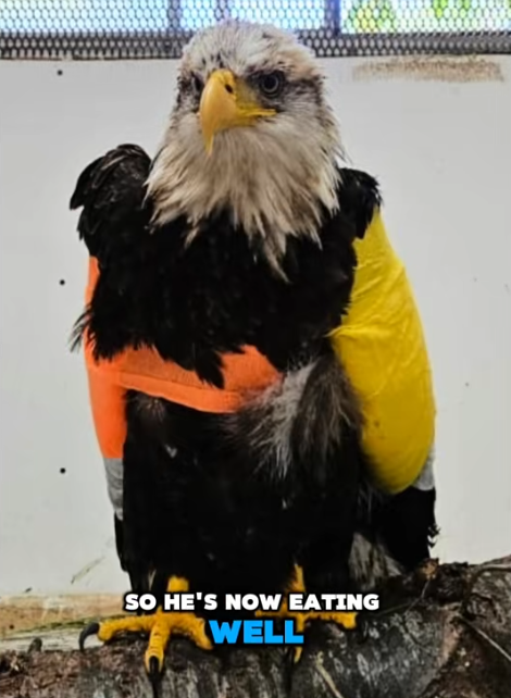 SO HE'S NOW EATING WELL