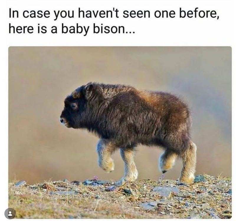 In case you haven't seen one before, here is a baby bison...
