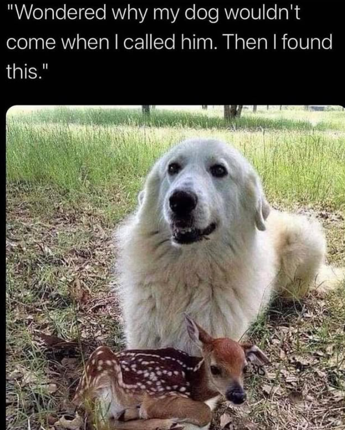 "Wondered why my dog wouldn't come when I called him. Then I found this."