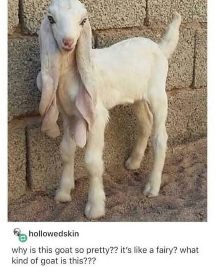 hollowedskin why is this goat so pretty?? it's like a fairy? what kind of goat is this???