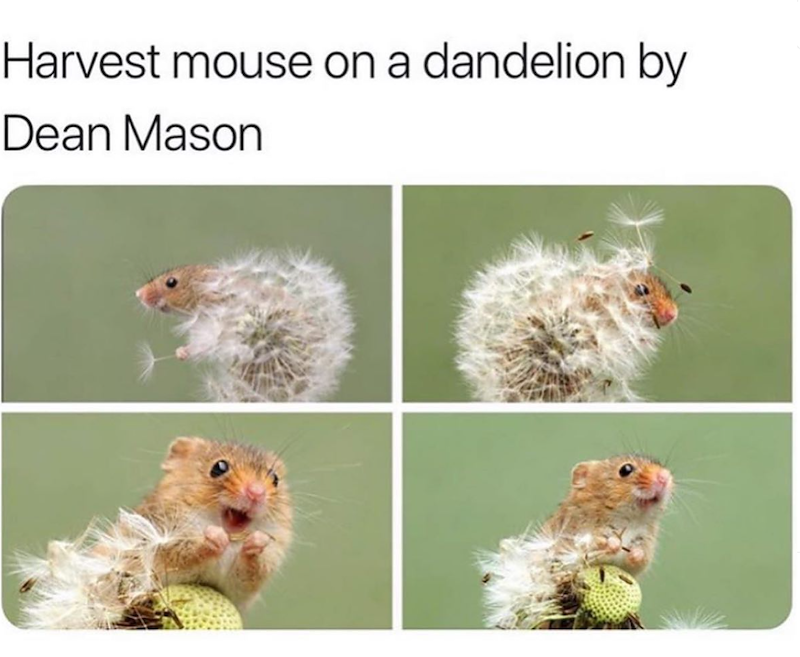 Harvest mouse on a dandelion by Dean Mason