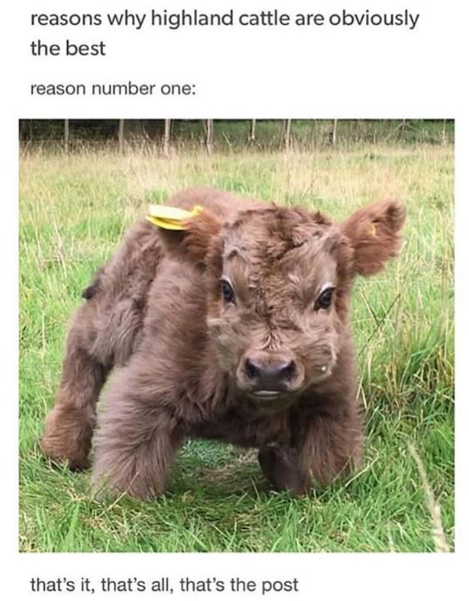 reasons why highland cattle are obviously the best reason number one: that's it, that's all, that's the post
