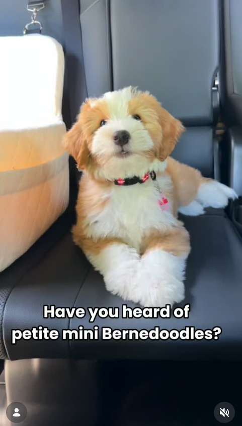 B-C Have you heard of petite mini Bernedoodles?