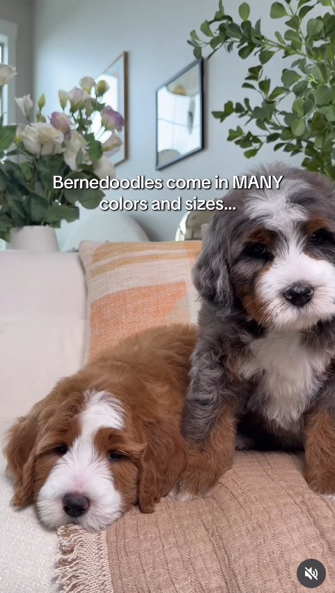 Bernedoodles come in MANY colors and sizes...