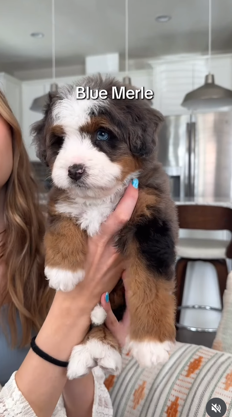 0 Blue Merle F1