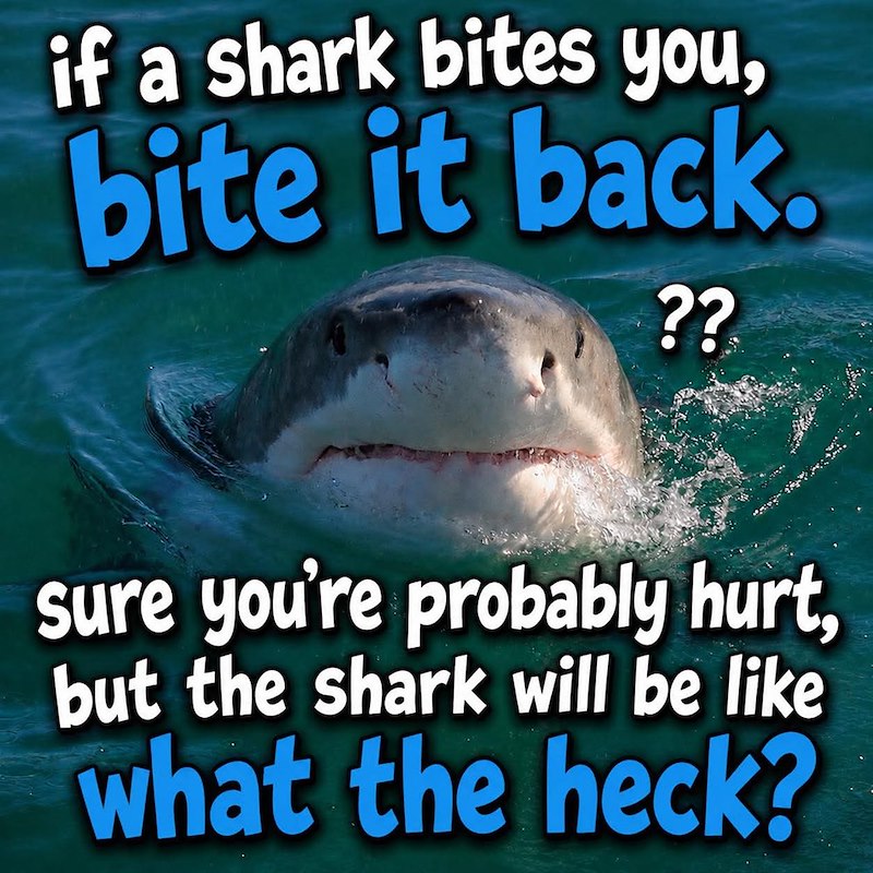 if a shark bites you, bite it back. ?? sure you're probably hurt, but the shark will be like what the heck?