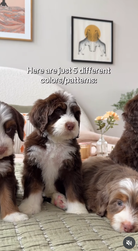 E Here are just 5 different colors/patterns: