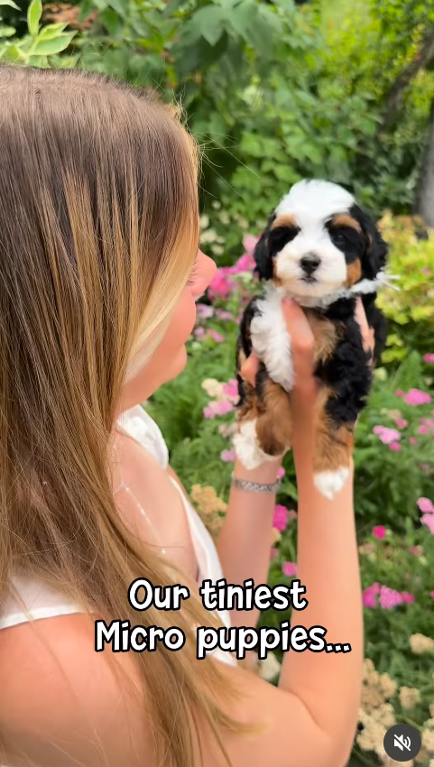 Our tiniest Micro puppies... E