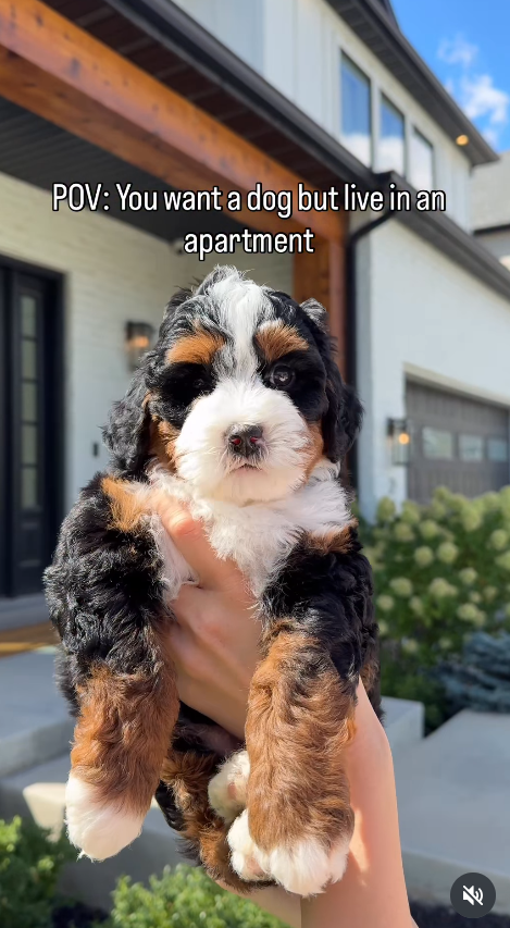 POV: You want a dog but live in an apartment