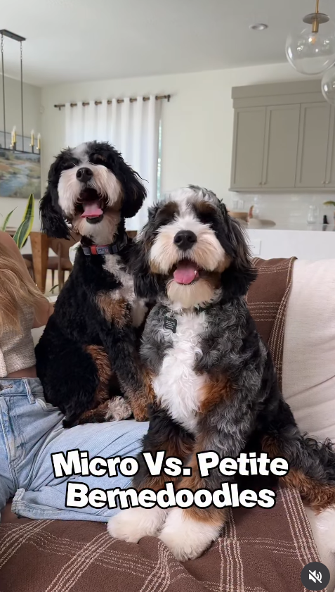 Micro Vs. Petite Bernedoodles