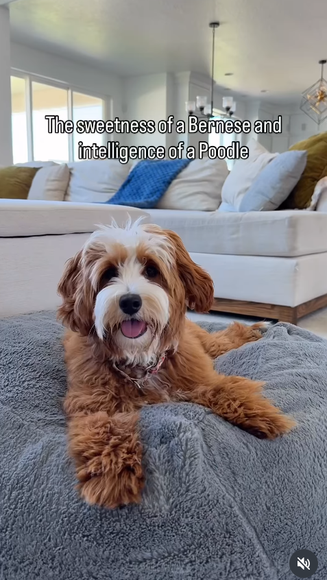 The sweetness of a Bernese and intelligence of a Poodle F1