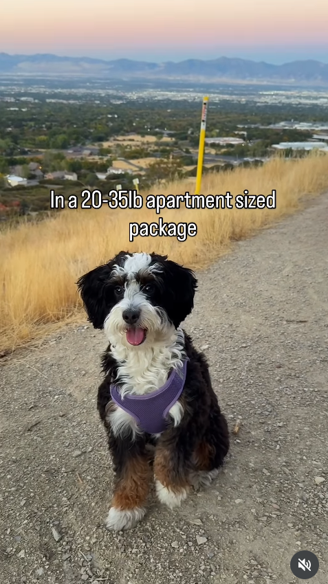 In a 20-35lb apartment sized package 5