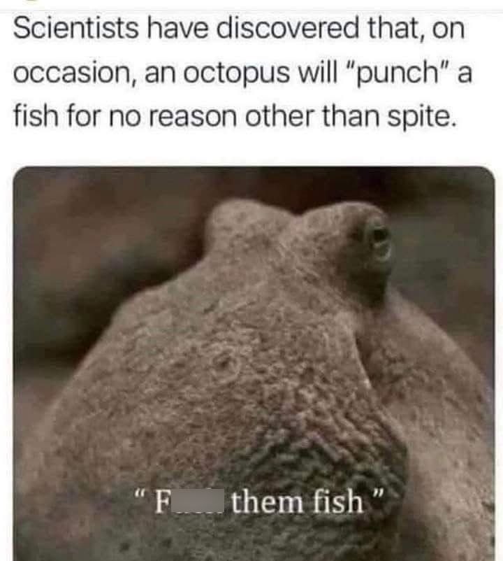Scientists have discovered that, on occasion, an octopus will "punch" a fish for no reason other than spite. "F them fish