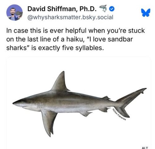 David Shiffman, Ph.D. C @whysharksmatter.bsky.social In case this is ever helpful when you're stuck on the last line of a haiku, "I love sandbar sharks" is exactly five syllables. NOAA Fisheries ALT