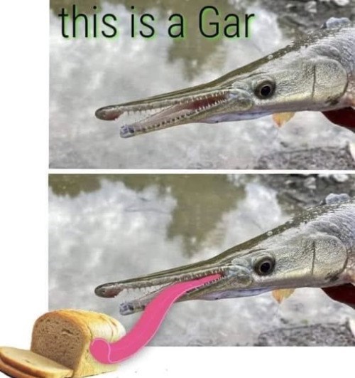 this is a Gar