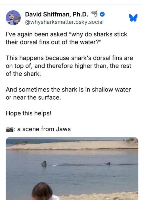 David Shiffman, Ph.D. @whysharksmatter.bsky.social I've again been asked "why do sharks stick their dorsal fins out of the water?" This happens because shark's dorsal fins are on top of, and therefore higher than, the rest of the shark. And sometimes the shark is in shallow water or near the surface. Hope this helps! : a scene from Jaws