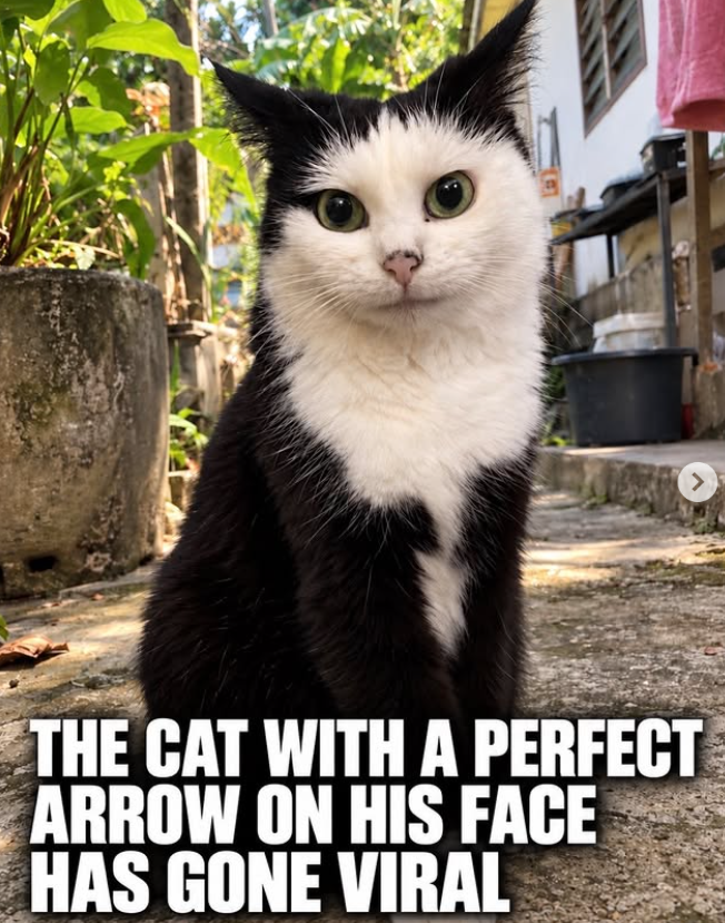 THE CAT WITH A PERFECT ARROW ON HIS FACE HAS GONE VIRAL >