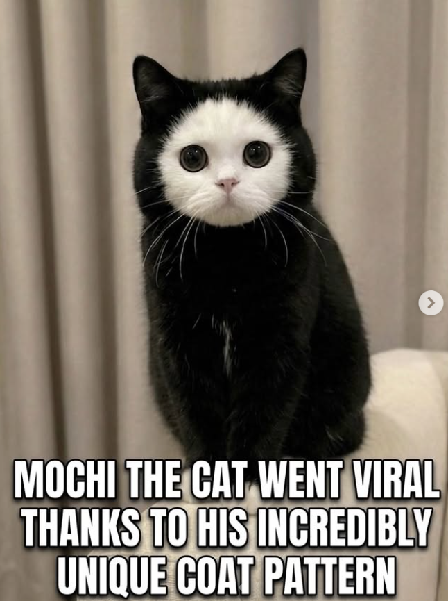 > MOCHI THE CAT WENT VIRAL THANKS TO HIS INCREDIBLY UNIQUE COAT PATTERN