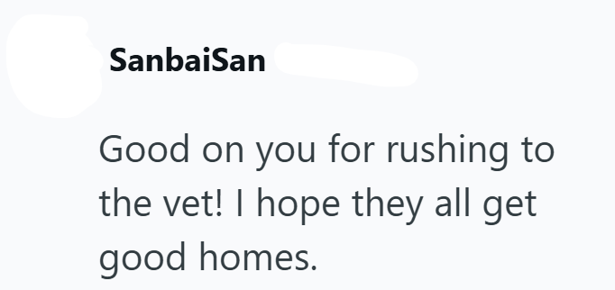 SanbaiSan Good on you for rushing to the vet! I hope they all get good homes.