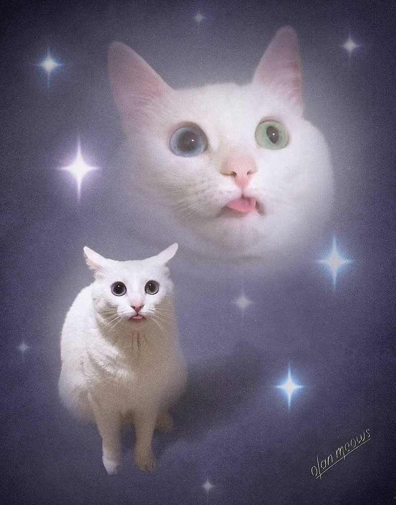 B olan meows