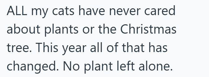 ALL my cats have never cared about plants or the Christmas tree. This year all of that has changed. No plant left alone.