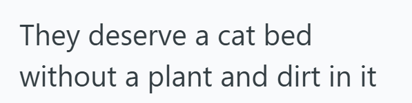 They deserve a cat bed without a plant and dirt in it