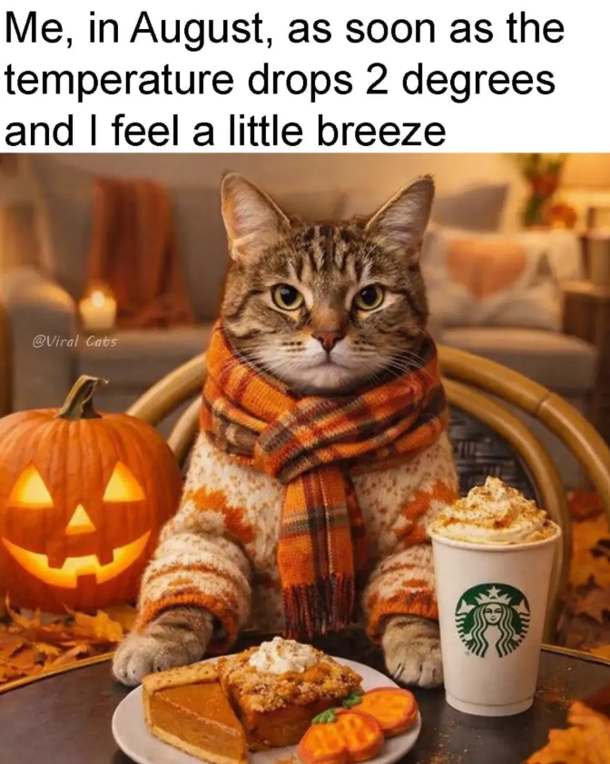 Me, in August, as soon as the temperature drops 2 degrees and I feel a little breeze @Viral Cats