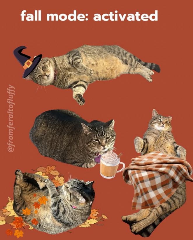 @fromferaltofluffy fall mode: activated