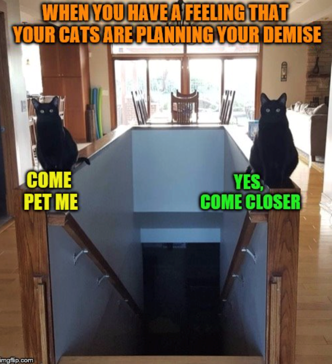 mgflip.com WHEN YOU HAVE A FEELING THAT YOUR CATS ARE PLANNING YOUR DEMISE COME PET ME YES COME CLOSER NITED