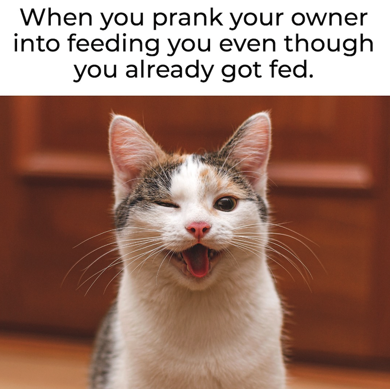 When you prank your owner into feeding you even though you already got fed.