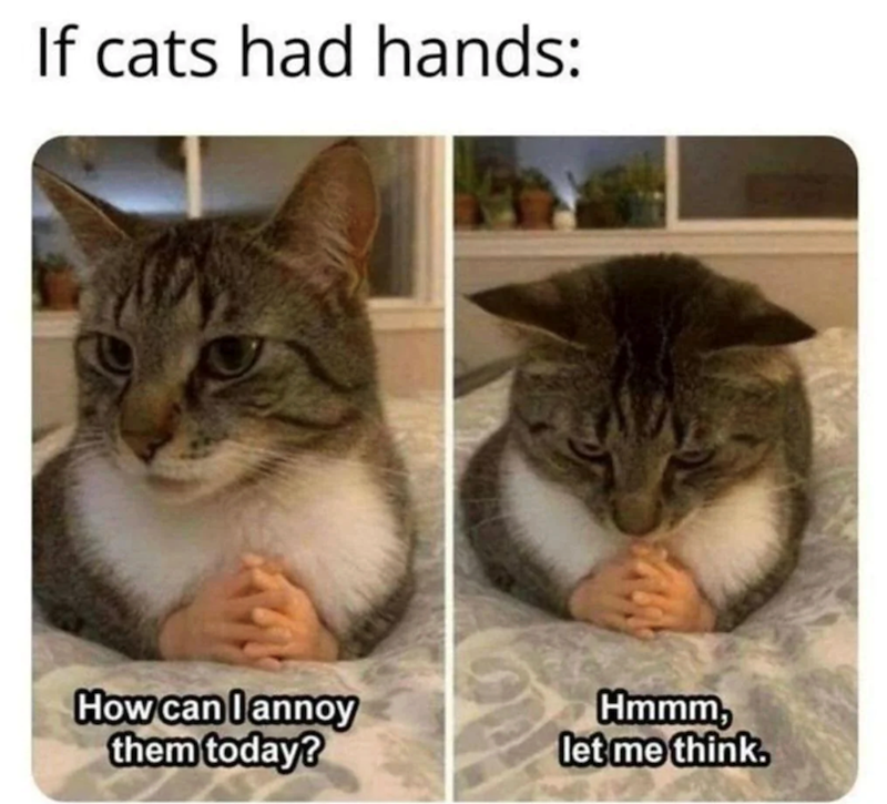 If cats had hands: How can I annoy them today? Hmmm, let me think.