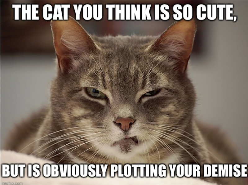 THE CAT YOU THINK IS SO CUTE, BUT IS OBVIOUSLY PLOTTING YOUR DEMISE imgflip.com