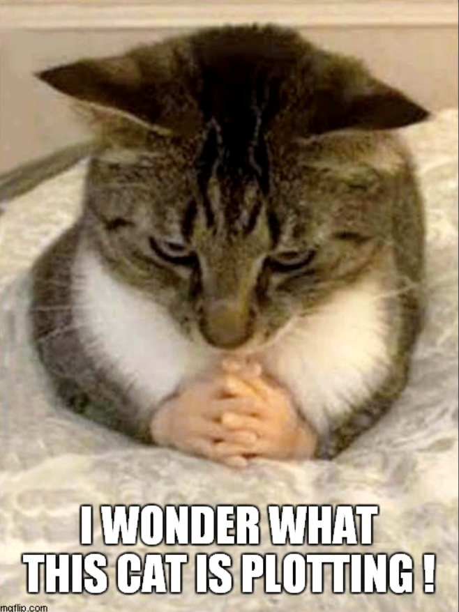I WONDER WHAT THIS CAT IS PLOTTING! mqflip.com