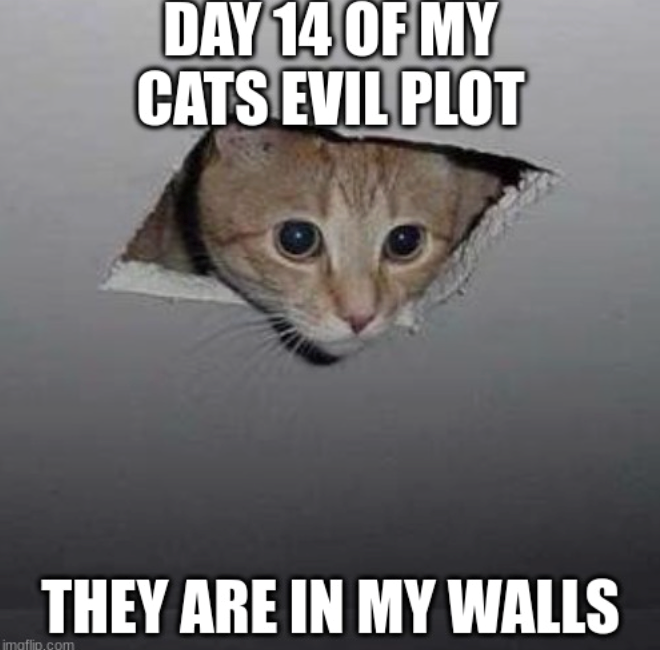 DAY 14 OF MY CATS EVIL PLOT THEY ARE IN MY WALLS imaflip.com
