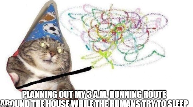 PLANNING OUT MY 3A.M.RUNNING ROUTE AROUND THE HOUSE WHILE THE HUMANS TRY TO SLEEP