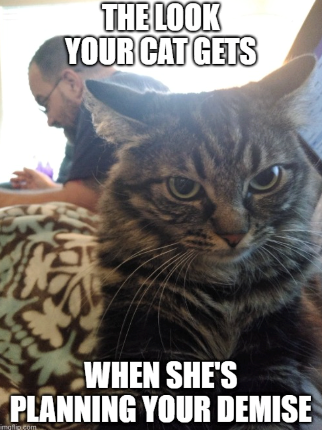 THE LOOK YOUR CAT GETS WHEN SHE'S PLANNING YOUR DEMISE imgflip.com