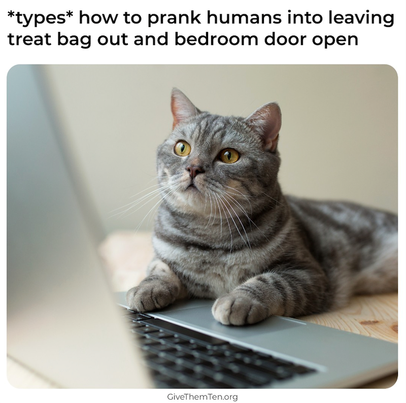 *types* how to prank humans into leaving treat bag out and bedroom door open GiveThemTen.org